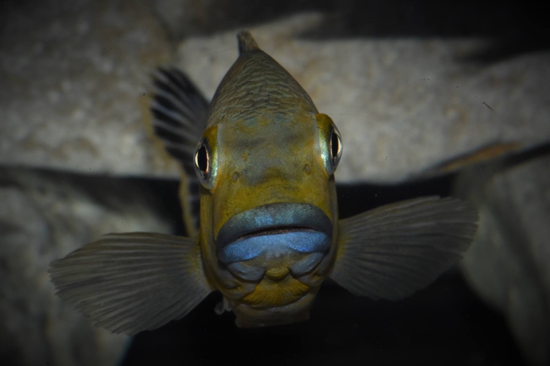 Pseudotropheus sp. 'williamsi north' Makonde